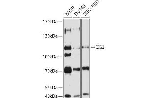 Western blot analysis of extracts of various cell lines, using DIS3 antibody (ABIN6131844, ABIN6139631, ABIN6139632 and ABIN6224049) at 1:1000 dilution. (DIS3 Antikörper  (AA 1-280))
