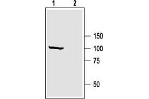 Western Blotting (WB) image for anti-Potassium Large Conductance Calcium-Activated Channel, Subfamily M, alpha Member 1 (KCNMA1) (AA 1184-1200), (Intracellular) antibody (ABIN7043494)