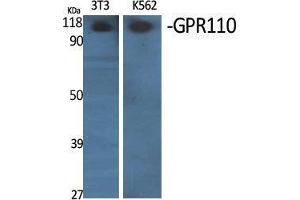 Western Blotting (WB) image for anti-G Protein-Coupled Receptor 110 (GPR110) (C-Term) antibody (ABIN3184835)