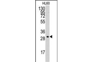 Western blot analysis of anti-CCNC Antibody (C-term) (ABIN392297 and ABIN2841953) in HL60 cell line lysates (35 μg/lane).