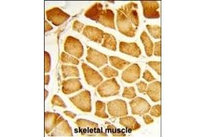 Formalin-fixed and paraffin-embedded human skeletal muscle reacted with COX4I1 Antibody (N-term), which was peroxidase-conjugated to the secondary antibody, followed by DAB staining. (COX IV Antikörper  (N-Term))