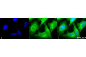 Immunocytochemistry/Immunofluorescence analysis using Rabbit Anti-HO-1 Polyclonal Antibody . (HMOX1 Antikörper  (HRP))