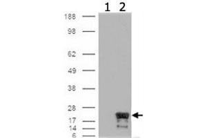 Western blot analysis of BIRC5 on cells that were transfected with the pCMV6-ENTRY control (1) or pCMV6-ENTRY BIRC5 cDNA for 48 hrs and lysed (2) using BIRC5 monoclonal antibody, clone 60. (Survivin Antikörper)