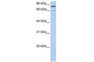 Mitofusin 2 antibody used at 1 ug/ml to detect target protein. (MFN2 Antikörper  (C-Term))