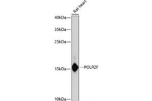 Western blot analysis of extracts of Rat heart using POLR2F Polyclonal Antibody at dilution of 1:3000. (POLR2F Antikörper)