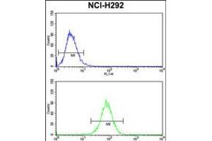 Flow cytometry analysis of NCI-H292 cells (bottom histogram) compared to a negative control cell (top histogram). (Dynamin 3 Antikörper  (AA 557-584))