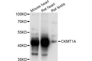 Western blot analysis of extracts of various cell lines, using CKMT1A Antibody (ABIN1871875) at 1:1000 dilution.