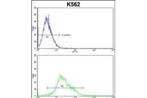 PTK2 Antibody (C-term) (ABIN652554 and ABIN2842372) flow cytometric analysis of k562 cells (bottom histogram) compared to a negative control cell (top histogram). (FAK Antikörper  (C-Term))