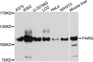 Western blot analysis of extracts of various cells, using PARG antibody.
