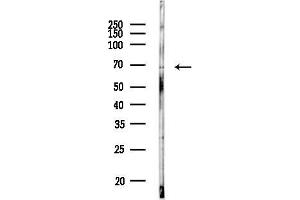 anti-Eukaryotic Translation Initiation Factor 3, Subunit L (EIF3L) (N-Term) antibody