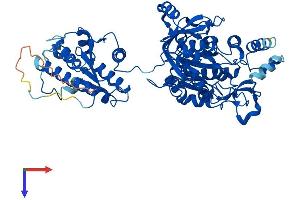 PAPSS1 Protein (AA 1-624) (His tag)