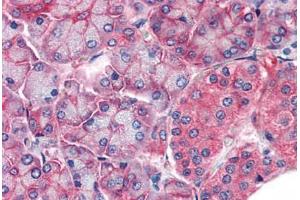 Human Pancreas (formalin-fixed, paraffin-embedded) stained with CLDN14 antibody ABIN337255 at 5 ug/ml followed by biotinylated anti-goat IgG secondary antibody ABIN481715, alkaline phosphatase-streptavidin and chromogen. (CLDN14 Antikörper  (AA 227-239))