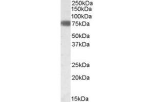 AP26006PU-N (0. (EBF1 Antikörper  (Internal Region))