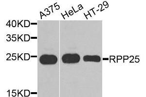 Western blot analysis of extracts of various cell lines, using RPP25 antibody (ABIN6003681) at 1/1000 dilution. (RPP25 Antikörper)