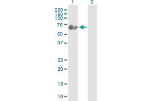 Western Blot analysis of SYN3 expression in transfected 293T cell line by SYN3 MaxPab polyclonal antibody. (Synapsin III Antikörper  (AA 1-580))
