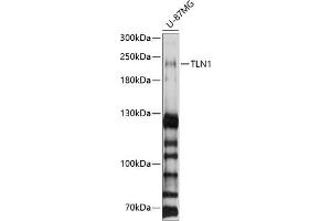 Western blot analysis of extracts of U-87MG cells, using TLN1 antibody (ABIN1683044, ABIN3018627, ABIN3018628 and ABIN6220520) at 1:1000 dilution. (TLN1 Antikörper  (AA 1-220))