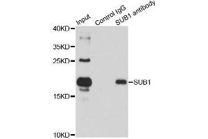 Immunoprecipitation analysis of 150ug extracts of HL60 cells using 3ug SUB1 antibody. (SUB1 Antikörper  (AA 1-127))