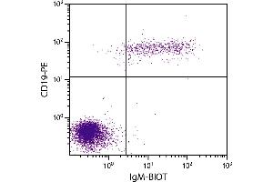 Human peripheral blood lymphocytes were stained with Goat F(ab’)2 Anti-Human IgM-BIOT and Mouse Anti-Human CD19-PE. (Ziege anti-Human IgM Antikörper (Biotin))