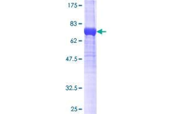 SNX32 Protein (AA 1-403) (GST tag)