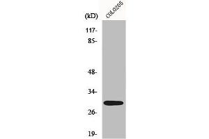 Western Blot analysis of COLO205 cells using MRP-L9 Polyclonal Antibody (MRPL9 Antikörper  (C-Term))