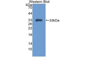 Detection of Recombinant ITGa1, Mouse using Polyclonal Antibody to Integrin Alpha 1 (ITGa1) (Integrin alpha 1 Antikörper  (AA 103-368))
