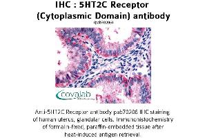 Image no. 1 for anti-5-Hydroxytryptamine (serotonin) Receptor 2C (HTR2C) (3rd Cytoplasmic Domain) antibody (ABIN1731366) (HTR2C Antikörper  (3rd Cytoplasmic Domain))