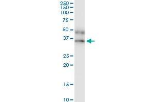 Immunoprecipitation (IP) image for anti-Interferon gamma Receptor 2 (Interferon gamma Transducer 1) (IFNGR2) (AA 1-337) antibody (ABIN516929)