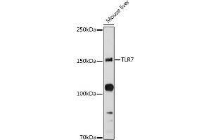 Western Blotting (WB) image for anti-Toll-Like Receptor 7 (TLR7) (AA 30-230) antibody (ABIN3021247)