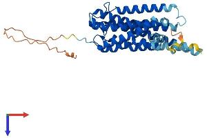 G Protein-Coupled Receptor 12 Protein (GPR12) (AA 1-334) (His tag)