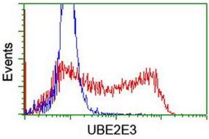 Image no. 1 for anti-Ubiquitin-Conjugating Enzyme E2E 3 (UBE2E3) antibody (ABIN1501622) (UBE2E3 Antikörper)