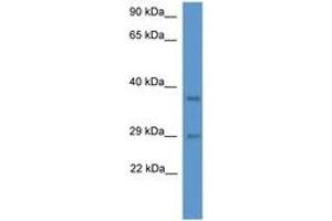 Image no. 1 for anti-Mediator Complex Subunit 19 (MED19) (AA 68-117) antibody (ABIN6746410) (MED19 Antikörper  (AA 68-117))