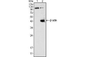 Western blot analysis using DAXX mouse mAb against K562 cell lysate (1). (DAXX Antikörper)
