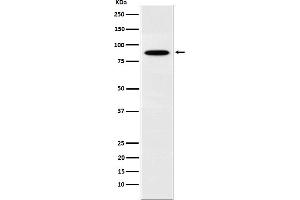 Western blot analysis of EWSR1 expression in K562 cell lysate.