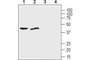 Western blot analysis of human U-87 MG glioblastoma cell lysate (lanes 1 and 3) and human MDA-231 breast adenocarcinoma cell lysate (lanes 2 and 4): - 1,2.
