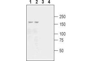 Western blot analysis of mouse (lanes 1 and 3) and rat (lanes 2 and 4) brain membranes: - 1,2. (GRIK3 Antikörper  (Extracellular, N-Term))