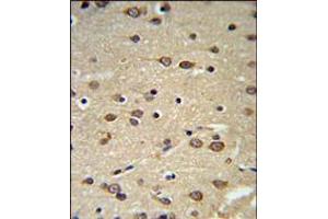 DLK2 Antibody IHC analysis in formalin fixed and paraffin embedded brain tissue followed by peroxidase conjugation of the secondary antibody and DAB staining. (DLK2 Antikörper  (C-Term))
