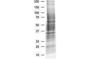 Western Blotting (WB) image for HEK293 Whole Cell Lysate (Insulin Stimulated) (ABIN964035)