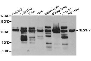 Western blot analysis of extract of various cells, using NLGN4Y antibody. (Neuroligin Y Antikörper)