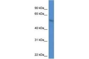 Image no. 1 for anti-MAP Kinase Interacting serine/threonine Kinase 1 (MKNK1) (AA 101-150) antibody (ABIN6746810) (MKNK1 Antikörper  (AA 101-150))