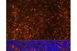 Immunofluorescence analysis of Rat spleen using CCL19 Polyclonal Antibody at dilution of 1:100 (40x lens). (CCL19 Antikörper)