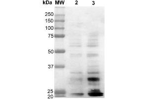 Western Blot analysis of Human Cervical Cancer cell line (HeLa) showing detection of Dityrosine-BSA using Mouse Anti-Dityrosine Monoclonal Antibody, Clone 10A6 . (Dityrosine Antikörper  (Atto 488))