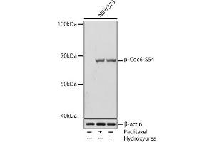 Western blot analysis of extracts of NIH/3T3 cells, using Phospho-Cdc6-S54 Rabbit mAb (ABIN7266260) at 1:1000 dilution. (CDC6 Antikörper  (pSer54))