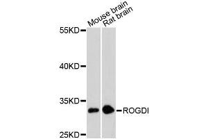 Western blot analysis of extracts of various cell lines, using ROGDI antibody (ABIN5996752) at 1:3000 dilution. (ROGDI Antikörper)