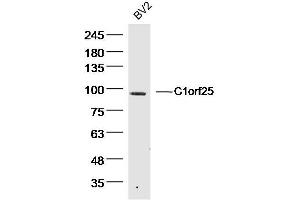 BV2 Mouse Cell lysates probed with C1orf25 Polyclonal Antibody, unconjugated  at 1:300 overnight at 4°C followed by a conjugated secondary antibody for 60 minutes at 37°C. (TRMT1L Antikörper)