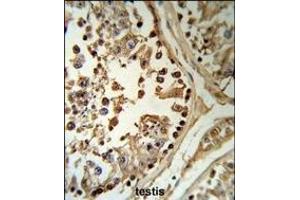 SETD8 Antibody (Center) (R) IHC analysis in formalin fixed and paraffin embedded human testis tissue followed by peroxidase conjugation of the secondary antibody and DAB staining. (SETD8 Antikörper  (AA 220-249))