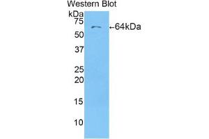 Western blot analysis of the recombinant protein. (CD5L Antikörper  (AA 22-352))