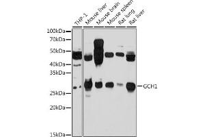 Western blot analysis of extracts of various cell lines, using GCH1 antibody (ABIN7267525) at 1:1000 dilution.
