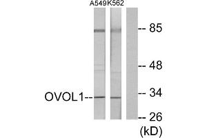Western blot analysis of extracts from K562 cells and A549 cells, using OVOL1 antibody. (OVOL1 Antikörper  (N-Term))