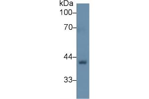 Western Blot; Sample: Rat Skin lysate; Primary Ab: 1µg/ml Rabbit Anti-Human BGN Antibody Second Ab: 0. (Biglycan Antikörper  (AA 49-182))