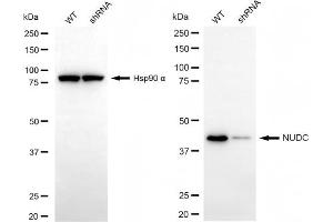 Western blotting analysis using NUDC antibody (ABIN7799685). (Rekombinanter NUDC Antikörper)